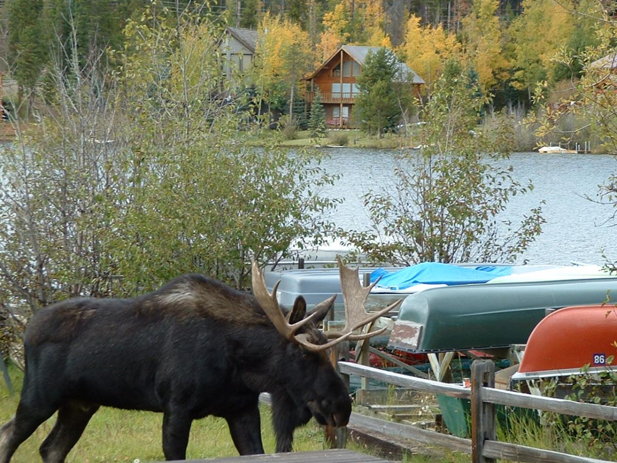 moose by lake