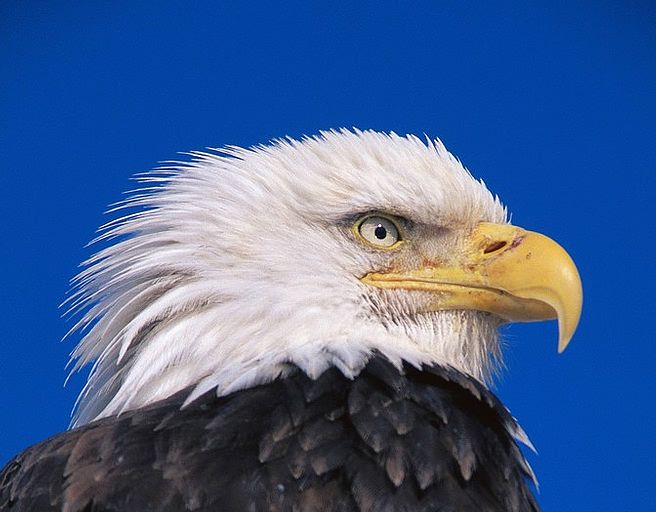 eagle.jpg