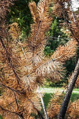 dead pine 