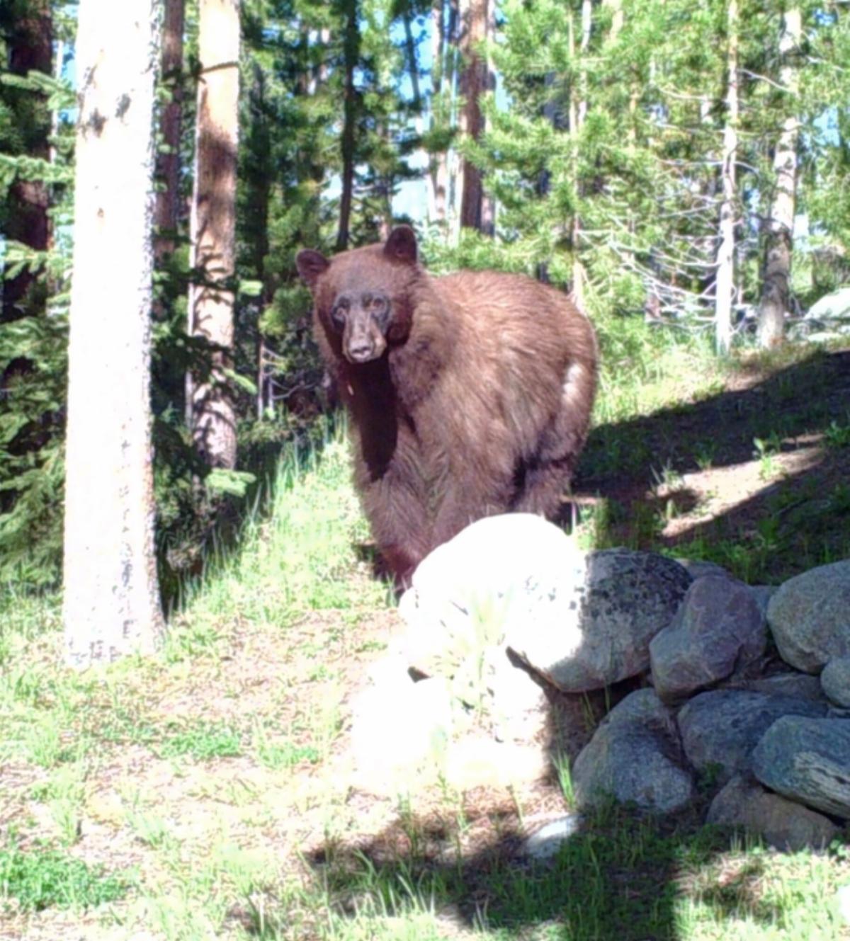 Bear
