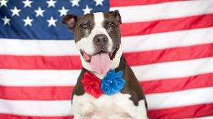 4th dog