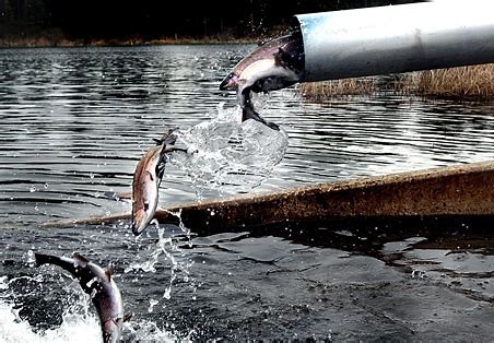 Trout stock