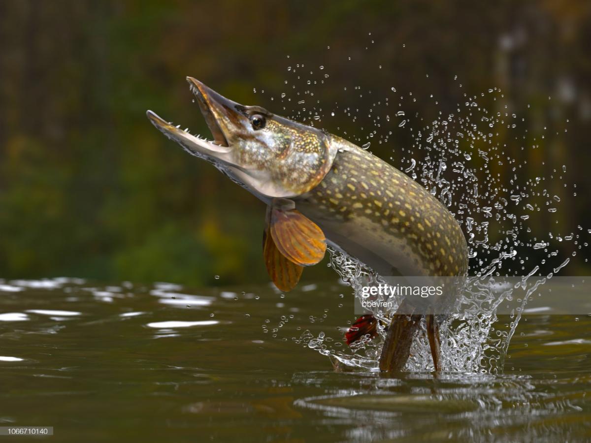 Pike