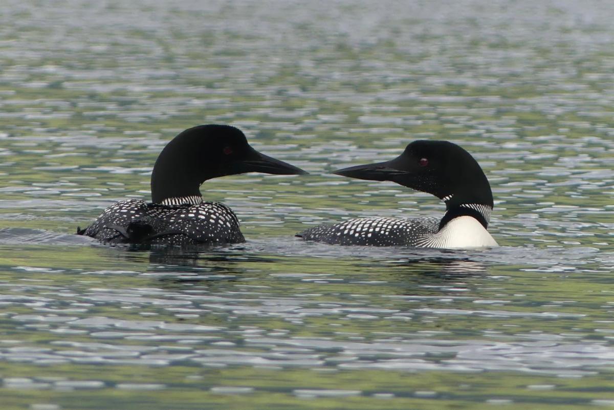 Two adult loons face each other while floating in water.