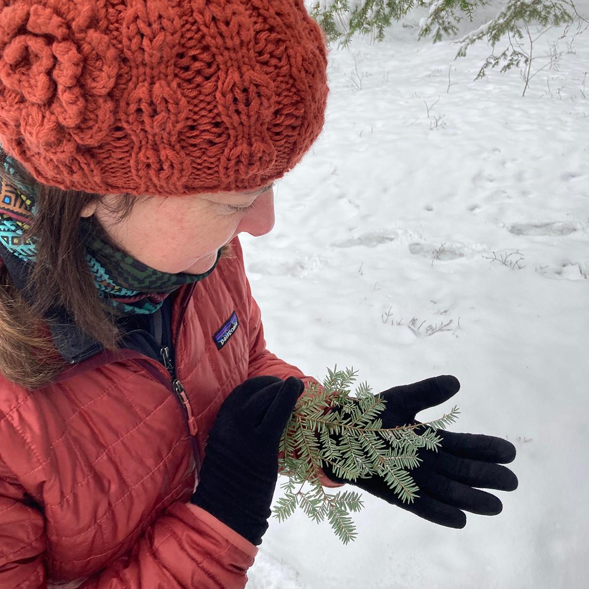 A woman looks at a hemlock branch in her hand, inspecting for HWA.