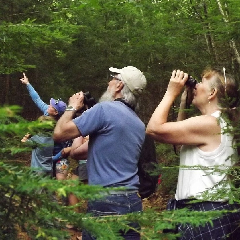 A man and a woman holding binoculars look up into trees.