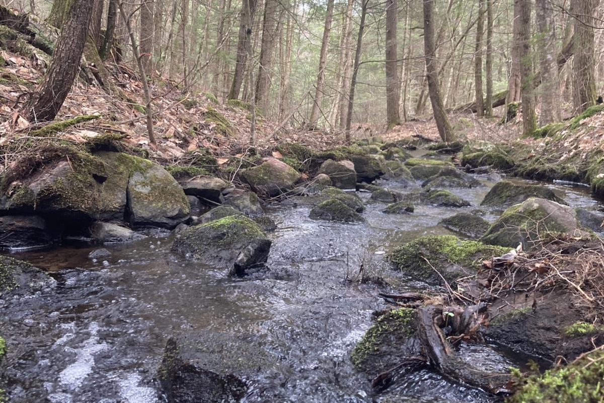 A stream flows through a wooded forest, surrounded by moss-covered rocks, and brown leaves on the ground.