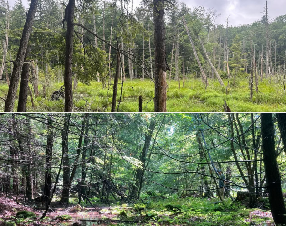 screenshot from Facebook showing two pictures of green forests.