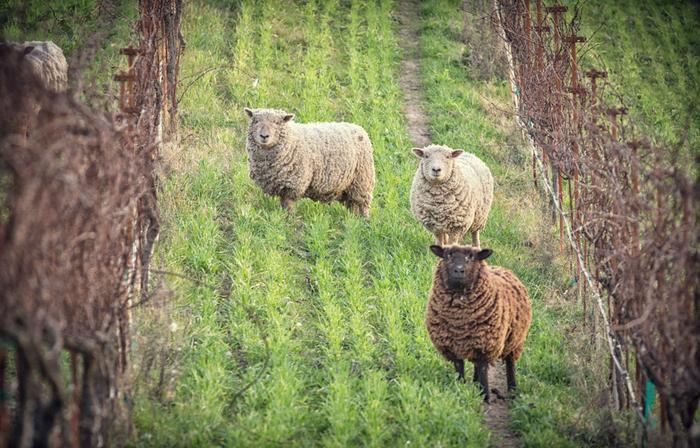 Clos Pepe Vineyards
