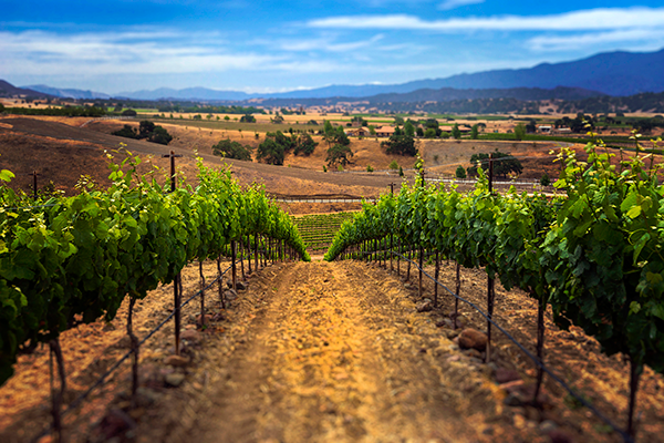Happy Canyon Vineyard