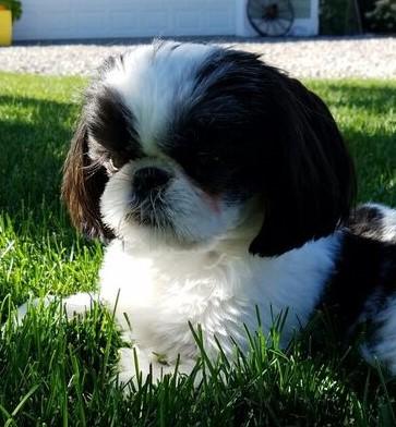 dog-Chrissy
