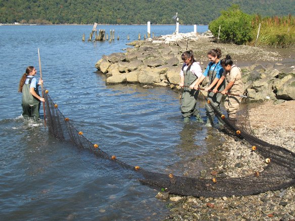 seining