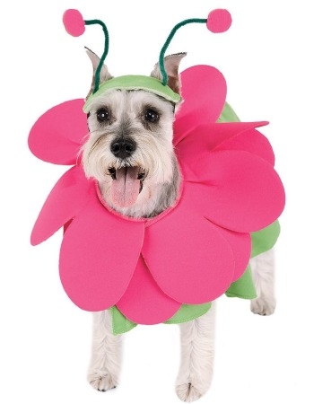 dog in easter costume
