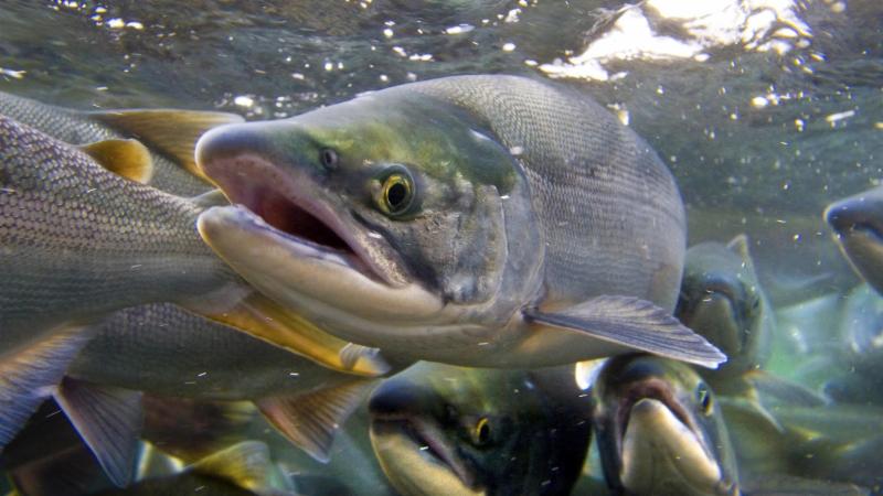 fish