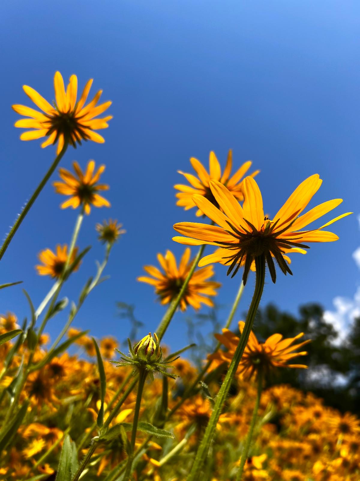 Spring in the Upstate