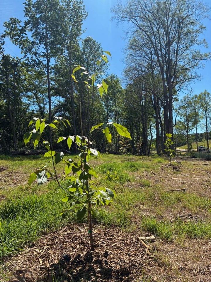 TreesUpstate Volunteer Tree Planting Initiative