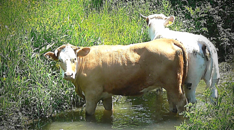 Cattle Grazing in Water