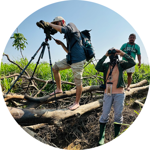 November News Great Marsh, the Amazon, and BirdAThon Results