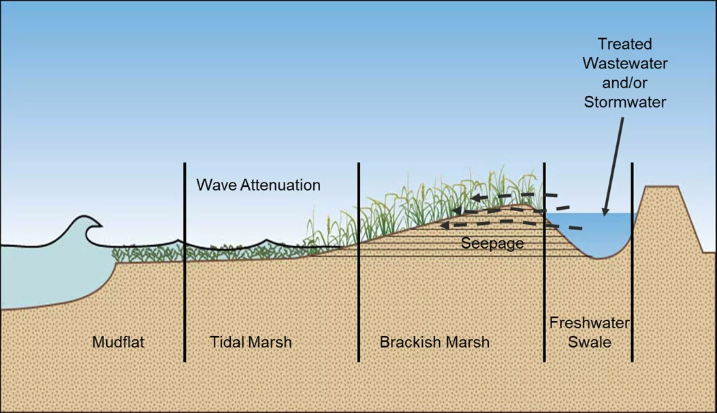 Graphic of a cross sectional diagram illustrating a coastal wetland system transitioning from ocean to inland. The diagram is labeled from left to right Mudflat Tidal Marsh Brackish Marsh and Freshwater Swale Arrows indicate environmental processes. Wave Attenuation is shown between the Tidal Marsh and Brackish Marsh and Seepage flows from the Brackish Marsh into the Freshwater Swale. At the far right Treated Wastewater and or Stormwater is shown being introduced into the Freshwater Swale. The diagram highlights the role of marsh zones in buffering waves and filtering water through natural seepage.