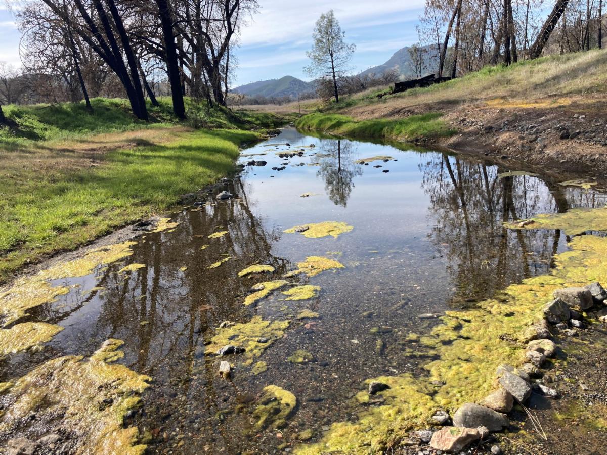 Photo of a creek or stream that has some algae. Water is still and there are some trees in the background on both banks. 