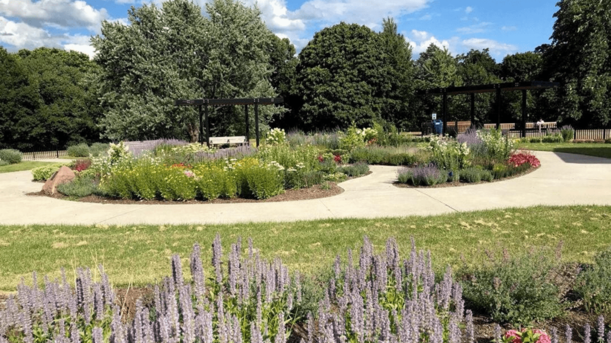 Blooming garden plots in a park on a sunny day with paved paths connecting them. In the foreground lavender flowers bloom. In the background a blue sky and trees can be seen.