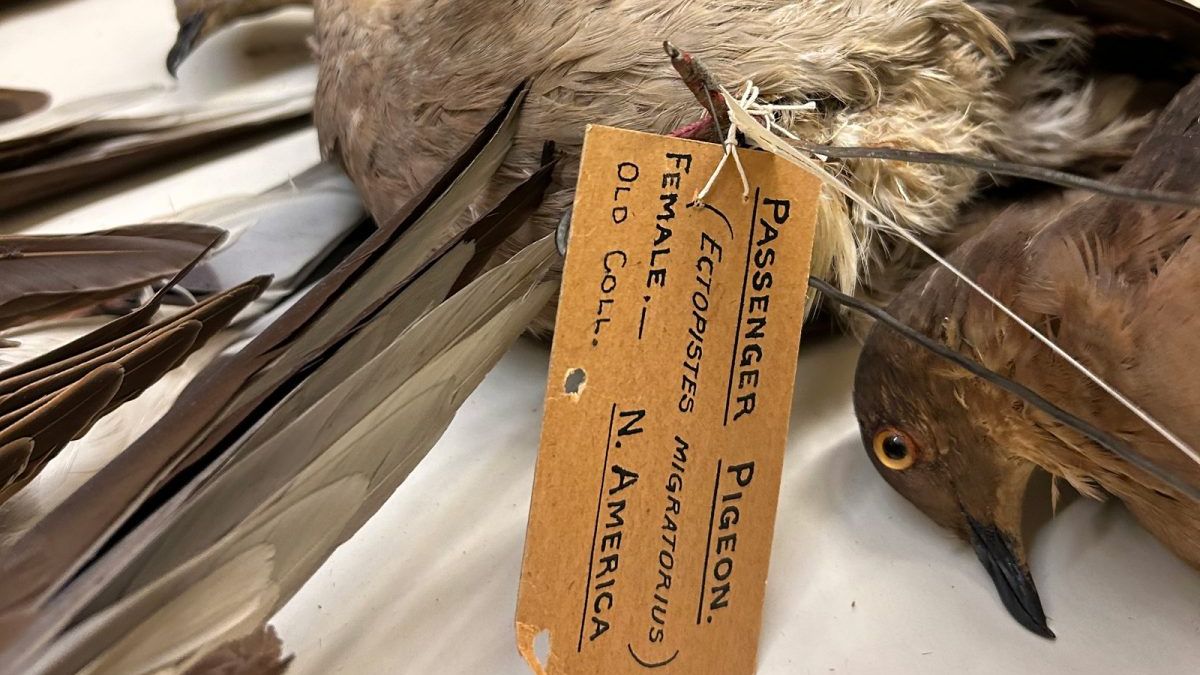 A brown paper tag with the words Passenger Pigeon (Ectopistes Migratorius) - Female - N. America - Old Coll. In the background is a dead pigeon head with parts of its body and wings visible.