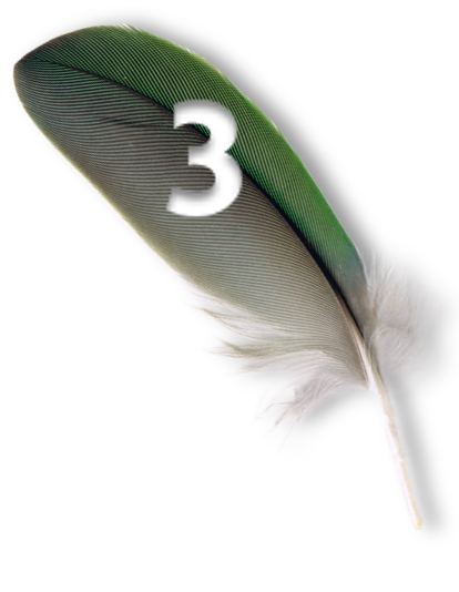 Brown and green feather with a cutout shaped like the number 3.