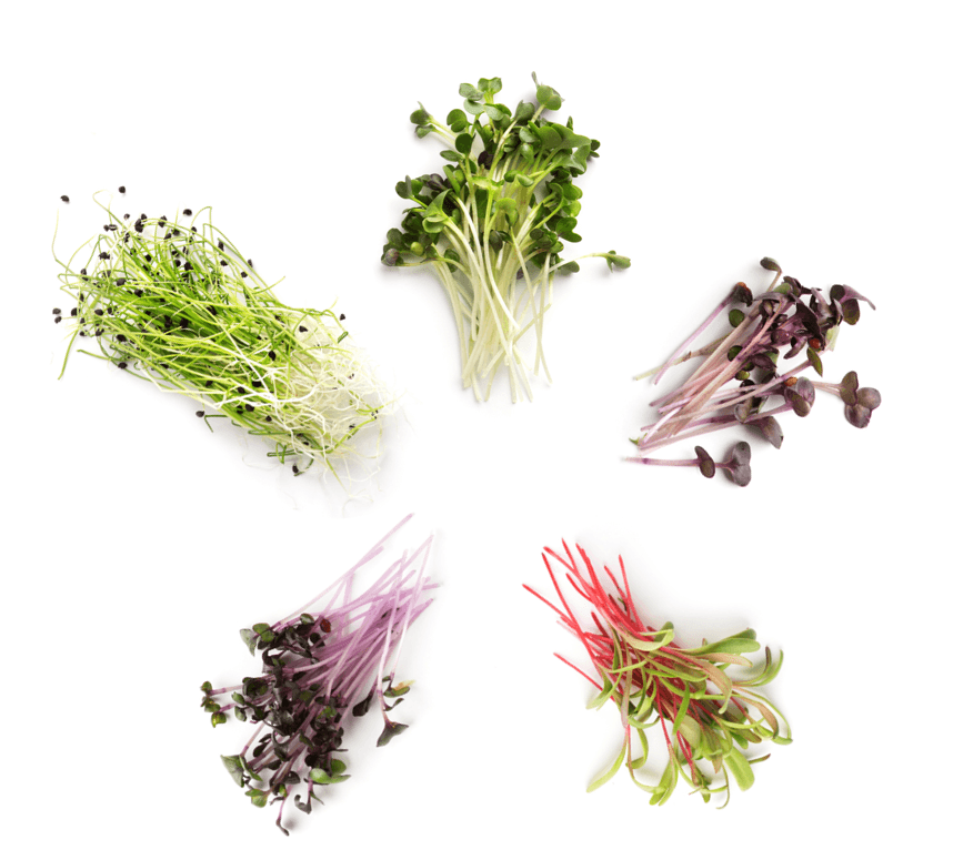 Five small bunches of microgreens arranged in a circle