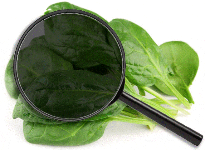 A magnifying glass hovering over an arrangement of bright green spinach leaves. A moving ingredient list showing dozens of healthy nutrients and compounds is scrolling in the lens of the magnifying glass.