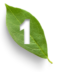 Green leaf with a cutout shaped like the number 1.