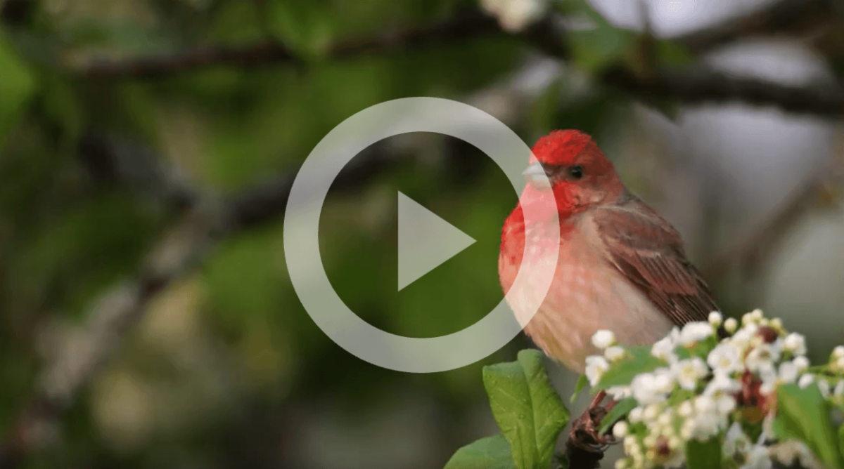 Click here for a 19-second birdsong soundscape.