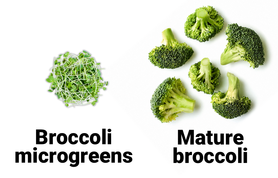 A serving of broccoli microgreens next to a serving of mature broccoli
