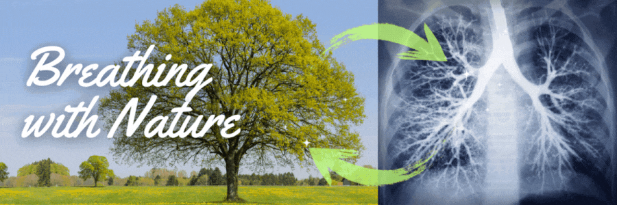 A tree with full branches, alongside an x-ray of the human lungs, with an animated cyclical arrow symbolizing how we exchange exhaled carbon dioxide for oxygen produced by trees. The heading "Breathing with Nature" is overlaid on the image.