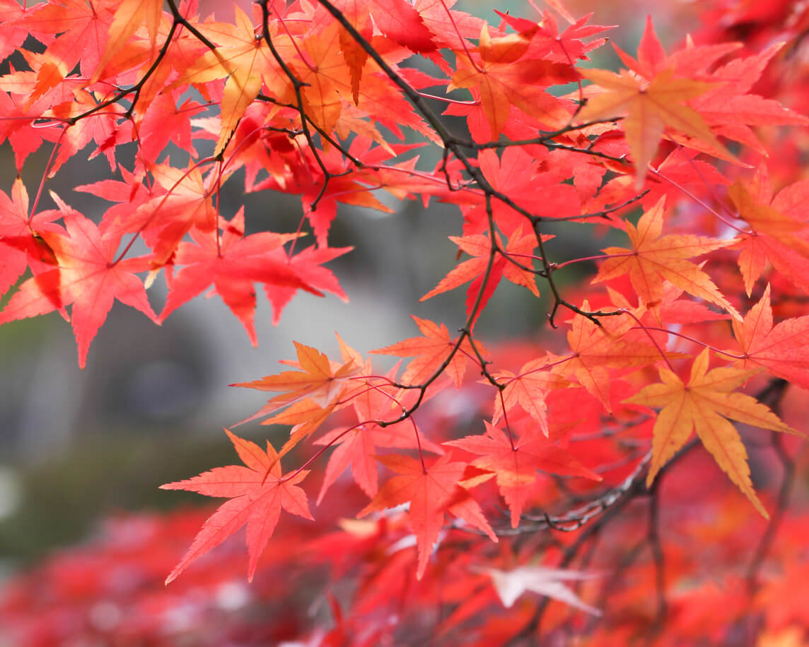 Tree branch with vibrantly colored fall leaves