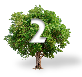 A bushy tree with a cutout in its branches shaped like the number 2.