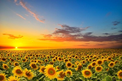 field_of_sunflowers.jpg