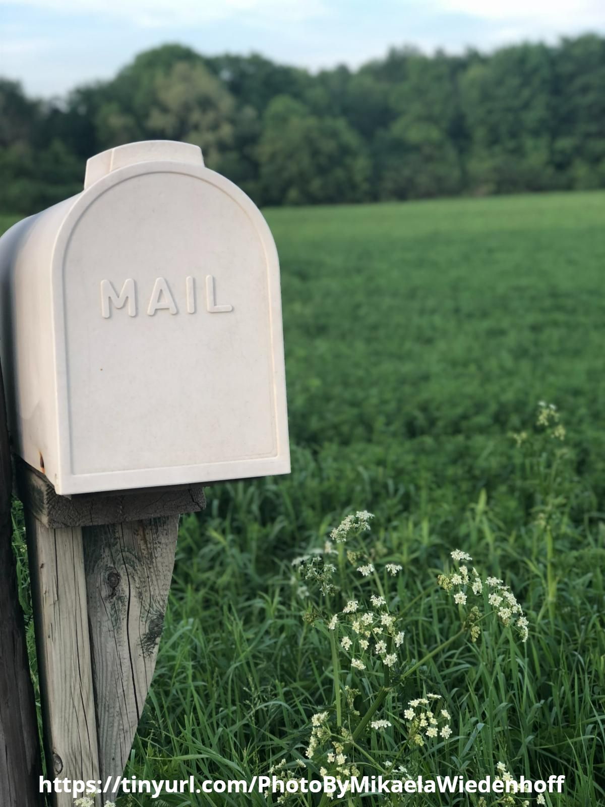 Mailbox in a field