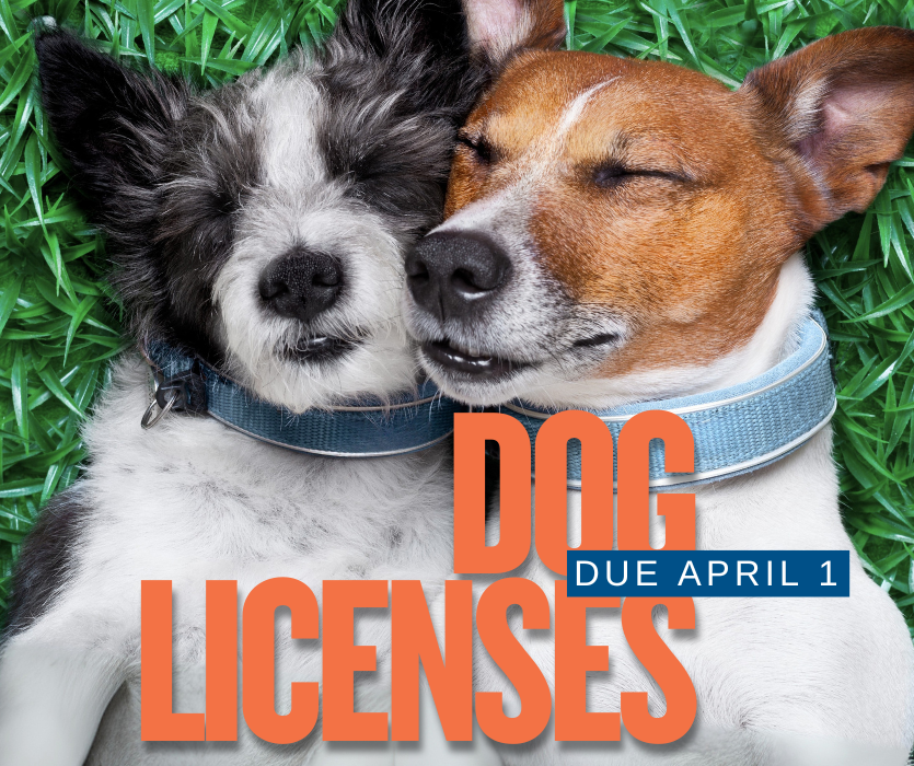 Two small dogs sleeping