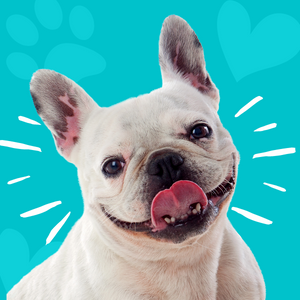 white dog with tongue out and blue background