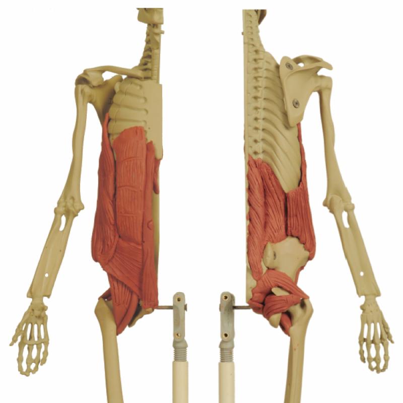 ANATOMY IN CLAY CENTERS EXCLUSIVE Clay and Cadaver