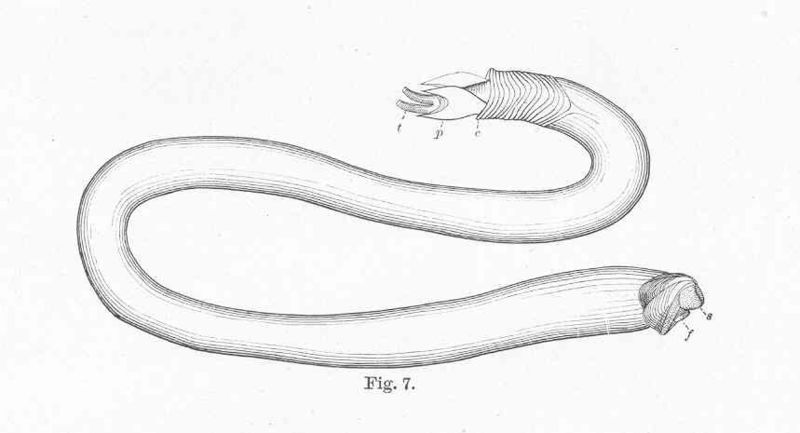 line drawing of worm-shaped organism