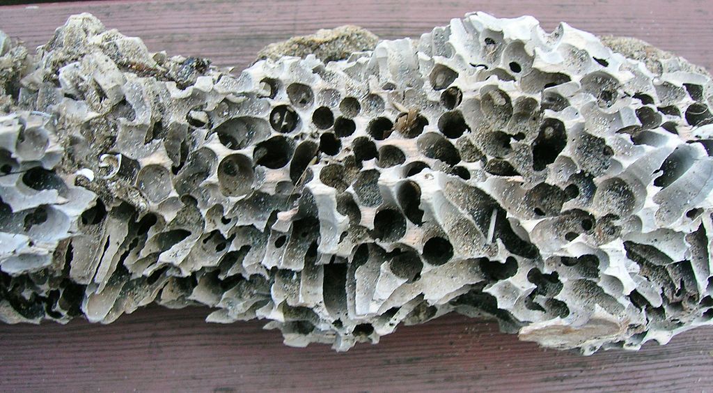 fragment of wood bored through with hundreds of worm tunnels