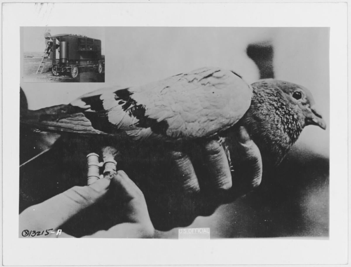 hand affixing message capsule to carrier pigeon