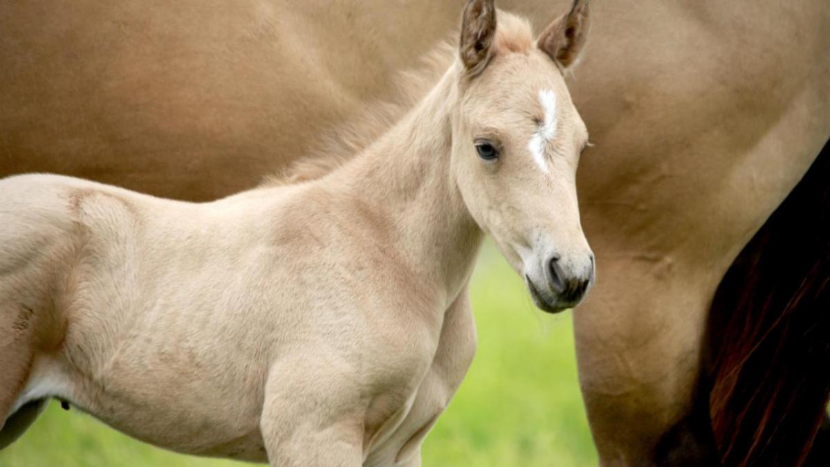 Foal stands beside its mare in grass field