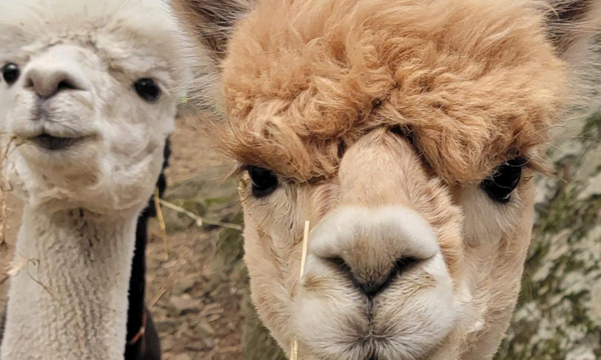 Alpaca Experiences