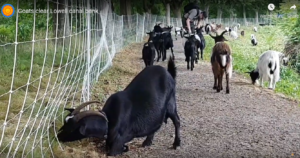 Goat Brush Clearing Services