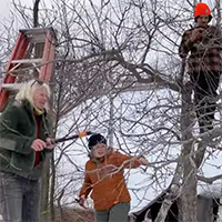 Three farmers pruning trees
