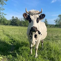 Cow at New Village Farm