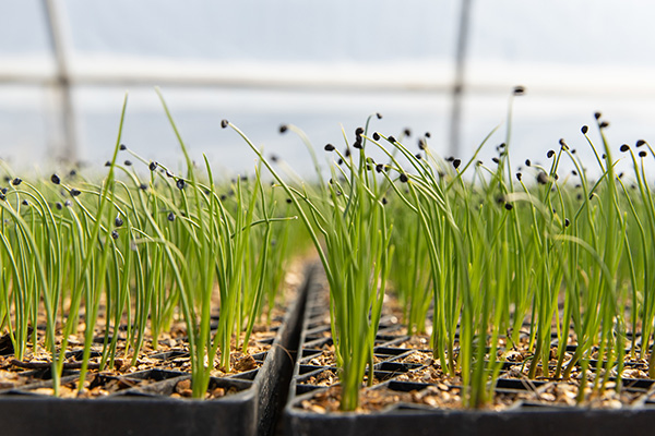 Young plants sprout in greenhouse