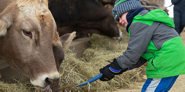Young boy feeds dairy cow hay in winter. Photo by Sarah Webb.